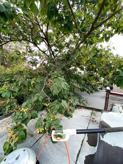 RAPTOR ROOFING Picture 5