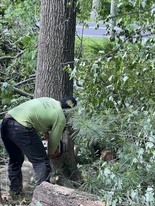 Madecol roofing and tree cutting service llc Picture 10