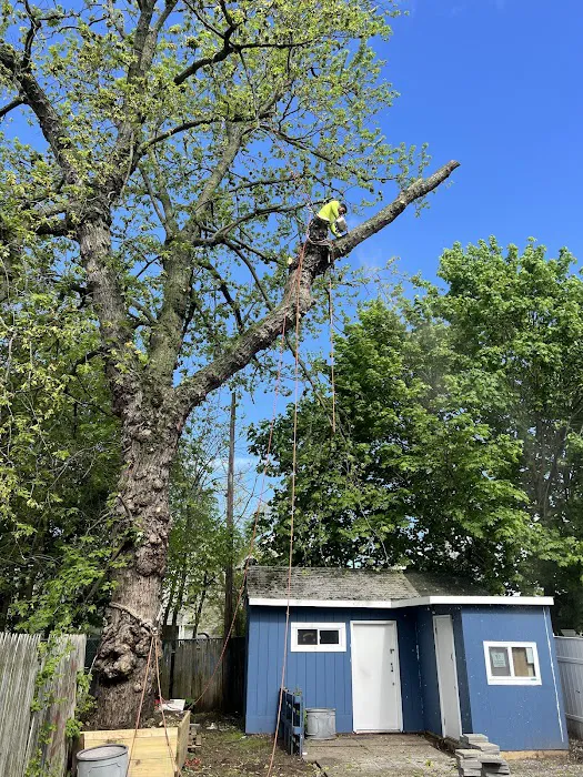 Madecol roofing and tree cutting service llc Picture 1