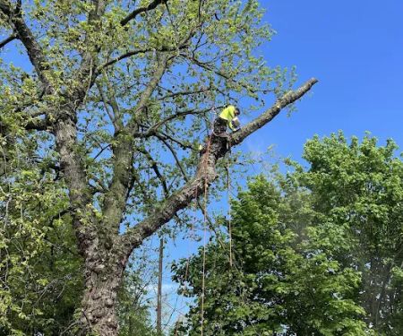 Madecol roofing and tree cutting service llc