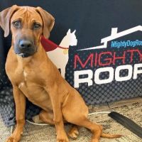 Mighty Dog Roofing of Martinsburg ico