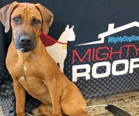 Mighty Dog Roofing of Martinsburg