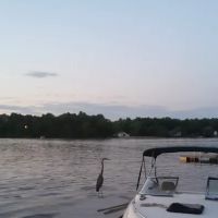 Royal Roof Cleaning ico