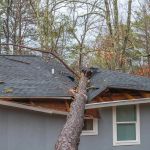 How to Prevent Roof Damage from Tree Root Systems Underneath the Structure
