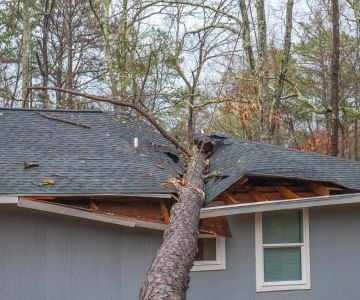 How to Prevent Roof Damage from Tree Root Systems Underneath the Structure