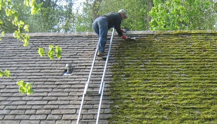 The Cost of Roof Moss Removal and Prevention Treatments: A Complete Guide