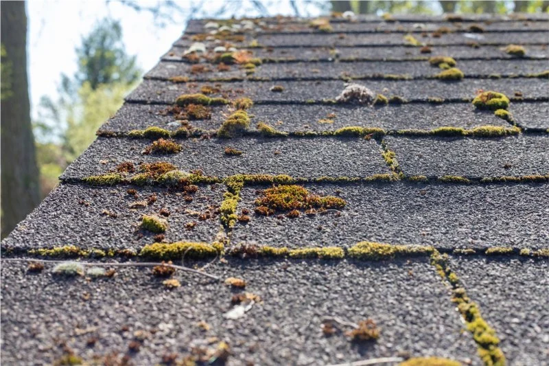 Roof Algae Stain Removal: Why Pressure Washing is a Bad Idea