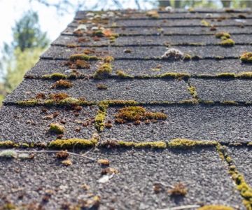 Roof Algae Stain Removal: Why Pressure Washing is a Bad Idea