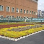 How to Install a Roof Underlayment for a Green Roof System