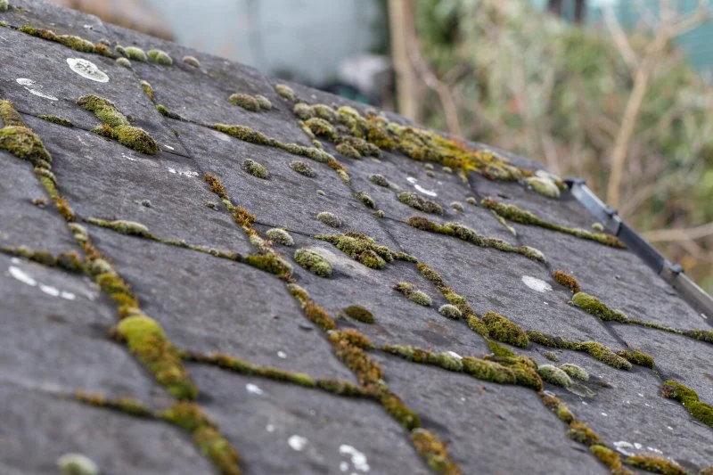 How to Prevent Roof Damage from Algae and Fungus Growth: Expert Tips