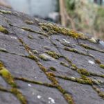 How to Prevent Roof Damage from Algae and Fungus Growth: Expert Tips