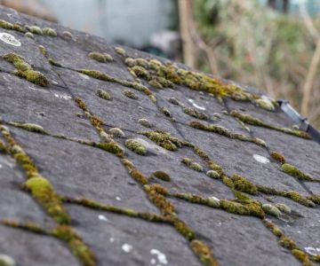 How to Prevent Roof Damage from Algae and Fungus Growth: Expert Tips