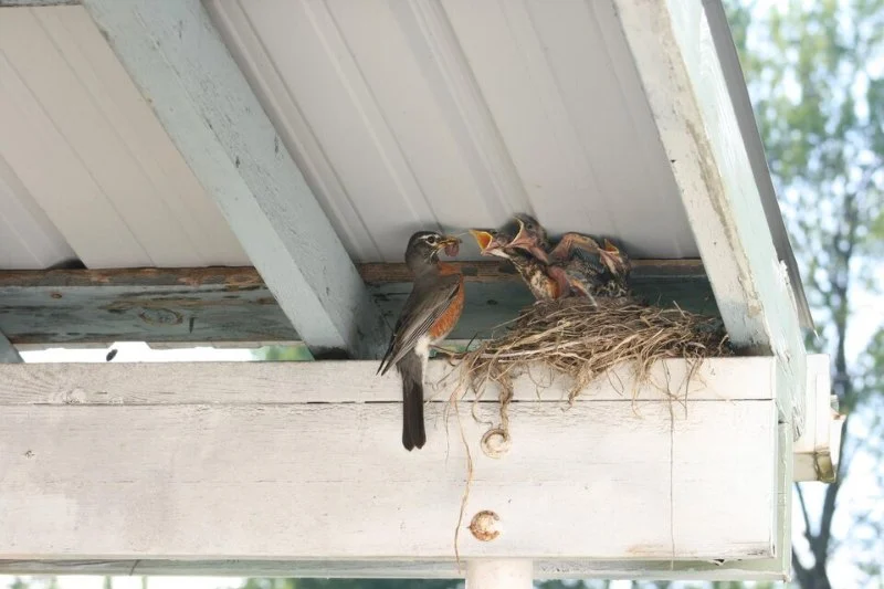 How to Prevent Roof Damage from Nesting Birds and Pests