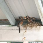 How to Prevent Roof Damage from Nesting Birds and Pests