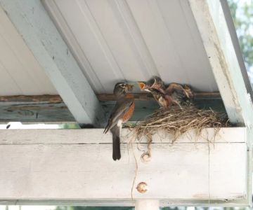 How to Prevent Roof Damage from Nesting Birds and Pests