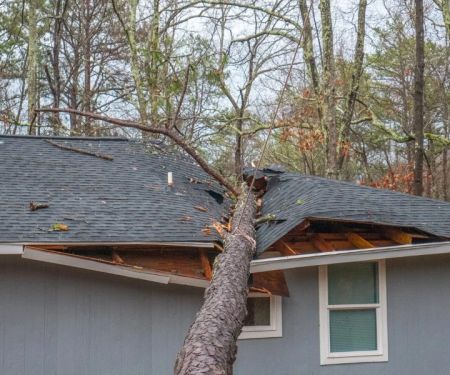 How to Handle Roof Damage Caused by Fallen Tree Branches
