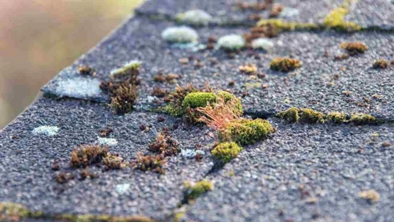 Why Roof Moss and Algae Growth Means Trouble and Safe Removal Methods That Protect Shingles