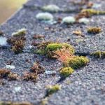 Why Roof Moss and Algae Growth Means Trouble and Safe Removal Methods That Protect Shingles