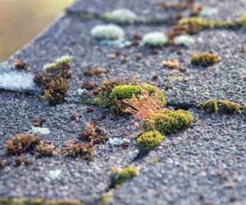 Why Roof Moss and Algae Growth Means Trouble and Safe Removal Methods That Protect Shingles