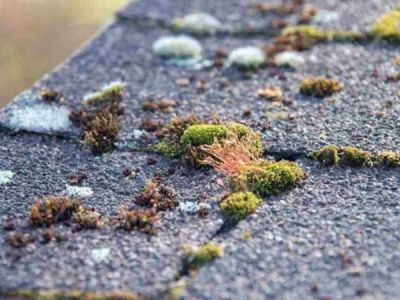 Why Roof Moss and Algae Growth Means Trouble and Safe Removal Methods That Protect Shingles