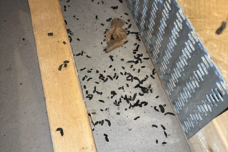 Roof Rat Droppings and Chewed Wires: Health Risks and Professional Exclusion Guide