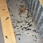 Roof Rat Droppings and Chewed Wires: Health Risks and Professional Exclusion Guide
