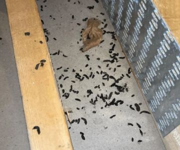 Roof Rat Droppings and Chewed Wires: Health Risks and Professional Exclusion Guide