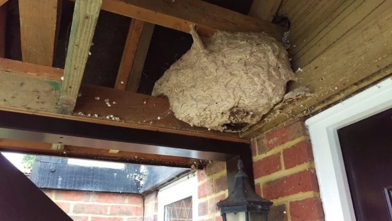 Wasp Nests in Roof Vents Safe Removal Without Roof Damage