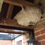 Wasp Nests in Roof Vents Safe Removal Without Roof Damage
