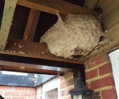 Wasp Nests in Roof Vents Safe Removal Without Roof Damage